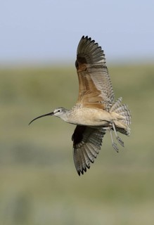 Long-billed Curlew (Numenius americanus), Alberta, Canada