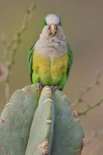Cliff Parakeet (Myiopsitta luchsi) perched on a cactus in Bolivia, South America