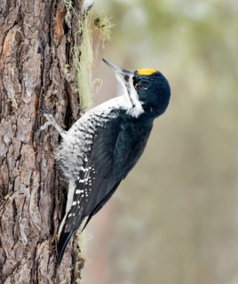 Black-backed Woodpecker, Picoides arcticus, perched on spruce tree at Candle Lake, Saskatchewan
