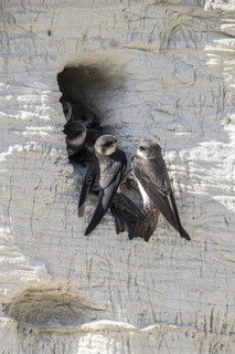 Sand martins (Riparia riparia), Emsland, Lower Saxony, Germany