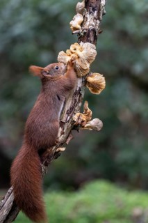 Squirrel (Sciurus vulgaris) eating mushrooms, Emsland, Lower Saxony, Germany