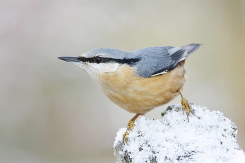 Eurasian Nuthatch (Sitta europaea), Baden-Wuerttemberg, Germany