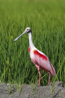 Roseate Spoonbill Ajaia ajaja Palo Verde National Park, Costa Rica 17 October Adult in breeding