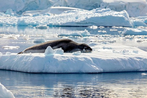 Seal lying on an ice floe in a quiet, cold Arctic landscape surrounded by ice and snow, leopard