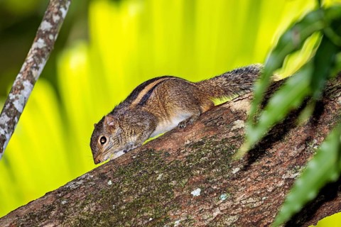 A chipmunk crawls on a tree trunk in a tropical environment, Northern Palm Squirrel at Sigiriya in