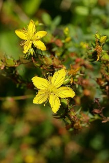 Common St John's wort (Hypericum perforatum), spotted St John's wort or common St John's wort