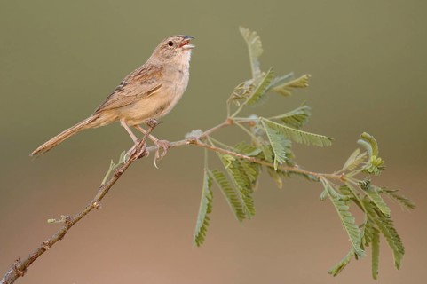 Botteri's Sparrow (Peucaea botterii) singing, Arizona, USA