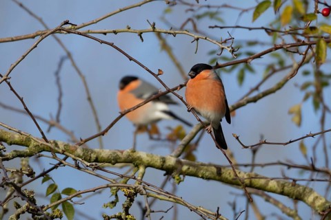 Eurasian bullfinch (Pyrrhula pyrrhula) adult male bird in a hedgerow in winter, Suffolk, England,