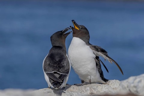 Razorbill (Alca torda), pair, greeting, Hornoya, Varangerfjord, Norway