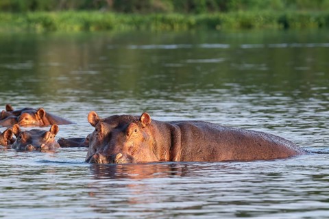 Hippos (Hippopotamus amphibius), bathing in the water, White Nile, Murchison Falls NP, Uganda
