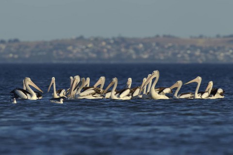 Australian Pelican (Pelecanus conspicillatus), Victoria, Australia