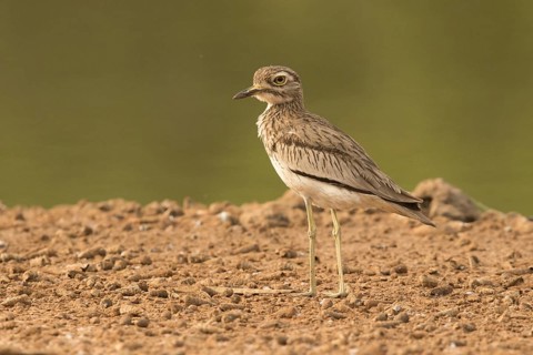 Senegal Thick-knee (Burhinus senegalensis), Gambia