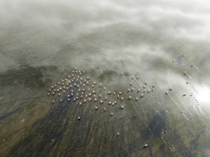 Greater Flamingos (Phoenicopterus ruber), other waterbirds and coastal fog at the wetlands of the