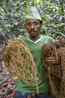 Pygmy of the Baka or BaAka people with his traps and hunting nets in the forest, Dzanga-Sangha