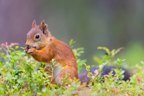Squirrel, animals, mammals, squirrel, biotope, habitat, eats, foraging, (Sciurus vulgaris vulgari),