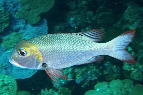 Bigeye street sweeper (Monotaxis grandoculis)