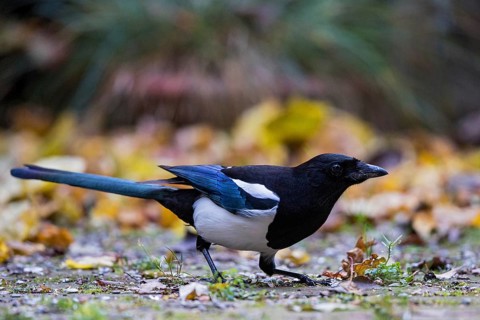 Eurasian Magpie (Pica pica), Bavaria, Germany