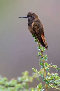 White-tufted Sunbeam (Aglaeactis castelnaudii) perched on a branch in Manu National Park, Peru