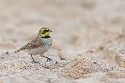 Horned Lark, (Eremophila alpestris), songbird, walking on the beach, Helgoland Island, Helgoland,