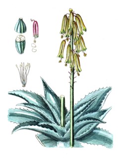 Aloe perfoliata, Schutt-Aloe or Gehrungs-Aloe, digital reproduction of a historical model, between