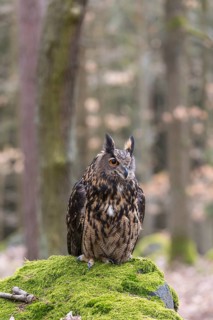 One Eurasian Eagle Owl, Bubo bubo, perched on a mossy rock. A forest in the background