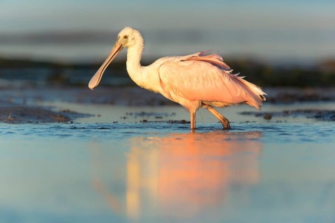 Roseate Spoonbill (Platalea ajaja) foraging in shallow water, Florida, USA
