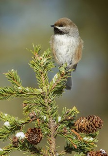 Boreal Chickadee (Poecile hudsonicus), Alaska, USA