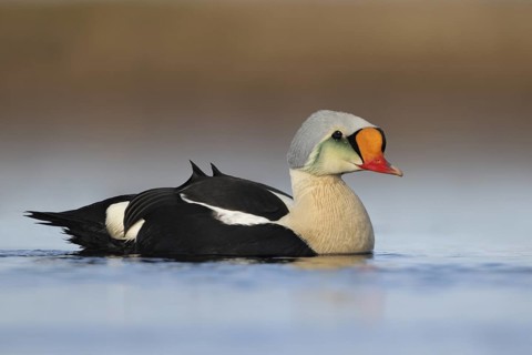 King Eider (Somateria spectabilis) male, Alaska, USA