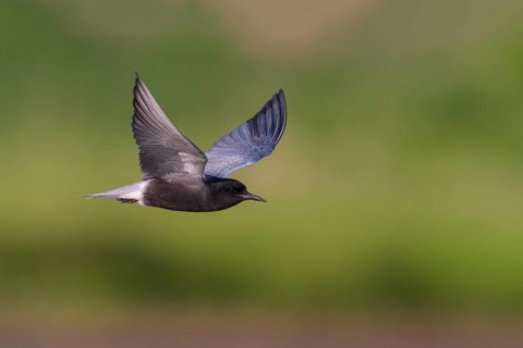 Black Tern (Chlidonias niger)