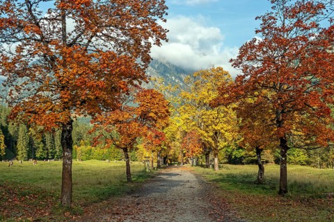 Autumn atmosphere, avenue with autumn-colored sycamore trees, Stillach Valley, near Heini-Klopfer