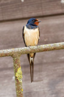 Barn Swallow Hirundo rustica, order Passeriformes, suborder Passeres, family Swallows