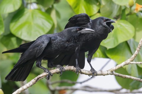 Cuban Crow (Corvus nasicus) perched on a branch in Cuba