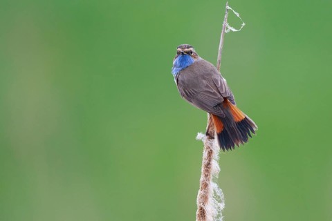 Bluethroat (Luscinia svecica cyanecula) male perched on cattail, Netherlands