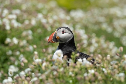 Atlantic puffin (Fratercula arctica) adult auk seabird bird amongst flowering Sea campion (Silene