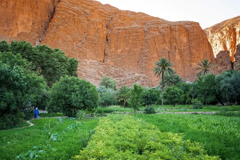 Oasis, Todra Gorge, Tinghir, Drâa-Tafilalet Region, Atlas Mountains, Morocco