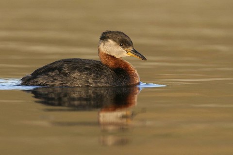 Red-necked Grebe (Podiceps grisegena), Alaska, USA