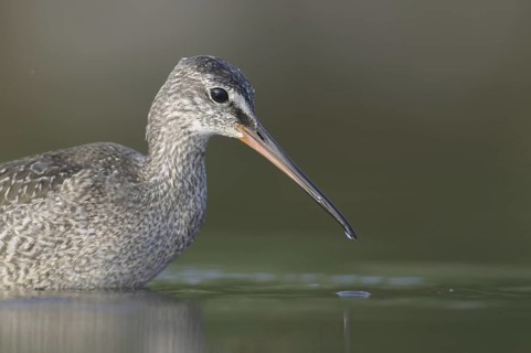 Spotted Redshank (Tringa erythropus), Thuringia, Germany