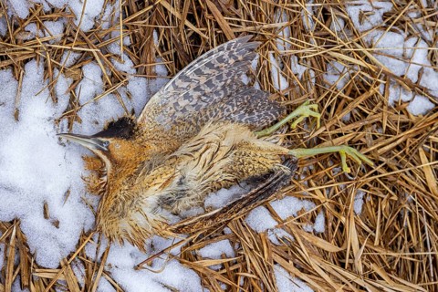 Perished Eurasian bittern, great bittern (Botaurus stellaris) dead corpse lying in the snow in reed