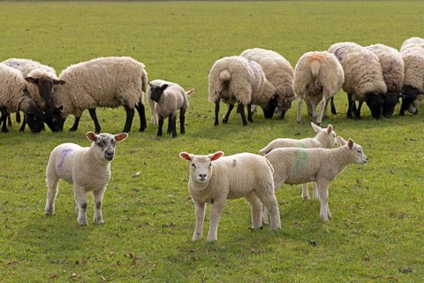 Sheep, lambs, sheep pasture, public footpath, Moreton-in-Marsh, Cotswolds, England, Great Britain