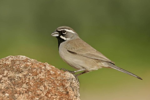 Black-throated Sparrow (Amphispiza bilineata), Arizona, USA