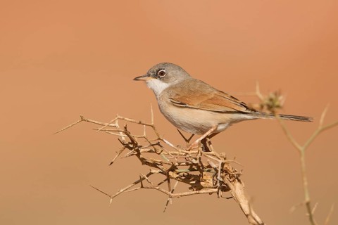 Spectacled Warbler (Sylvia conspicillata) male, Morocco
