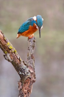 Common kingfisher (Alcedo atthis) observing fish, Tyrol, Austria