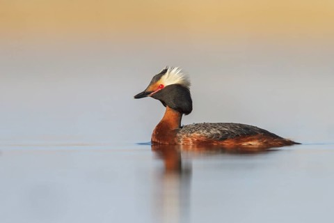 Horned Grebe (Podiceps auritus) in a pond in the tundra near Churchill, Manitoba, Canada