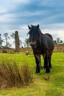 A wild black horse on top of Mount Adarra in the town of Urnieta near San Sebastian, Gipuzkoa.