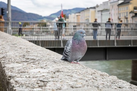 Pigeon (Columbidae) in the historic city centre of Salzburg, Austria