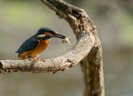 Kingfisher (Alcedo atthis) sitting on a branch, perch, with captured prey frog (Rana) in its beak,