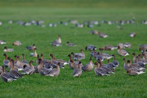Pink-footed Goose (Anser brachyrhynchus) group resting, Netherlands