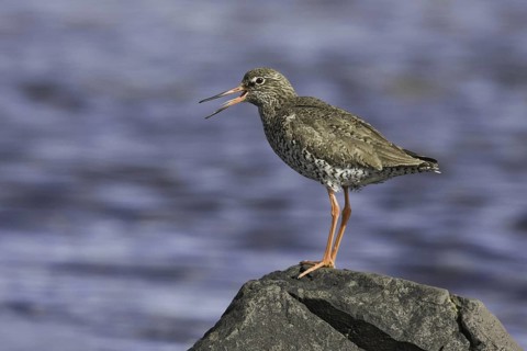 Common Redshank (Tringa totanus), Iceland