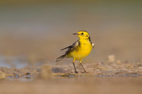 Citrine Wagtail - Zitronenstelze - Motacilla citreola, Oman