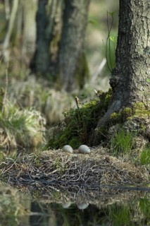 Common Crane (Grus grus) nest, Mecklenburg-Western Pomerania, Germany